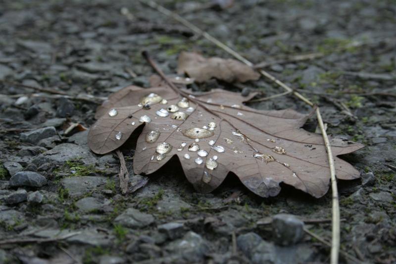 First Leaf