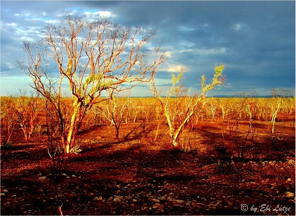 *** First Light at Terry Smith Lookout Camp  ***