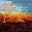 *** First Light at Terry Smith Lookout Camp  ***