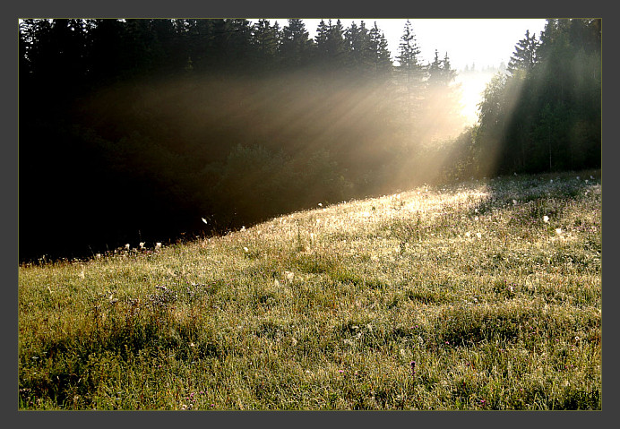 first light in the forest