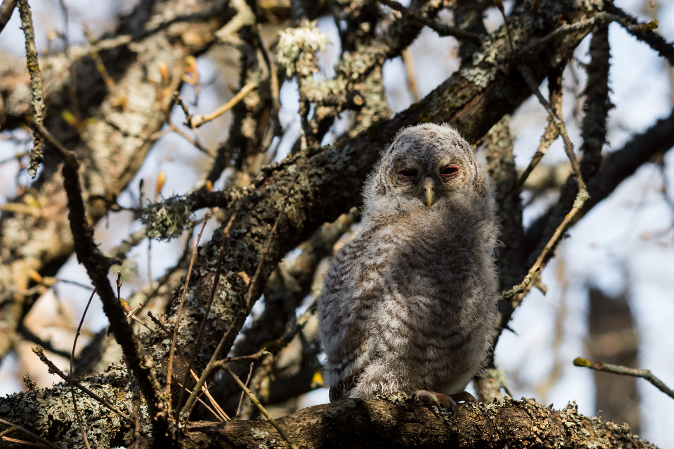 First morning outside my nest, 1