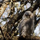 First morning outside my nest, 1