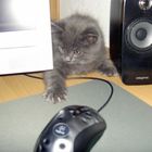 First mouse