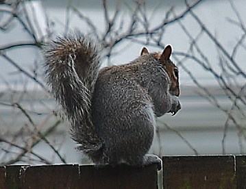 First nuts of spring