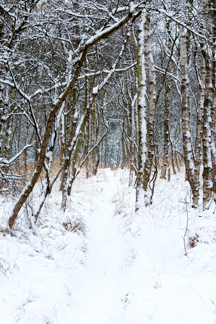 first on the path after snowfall at night