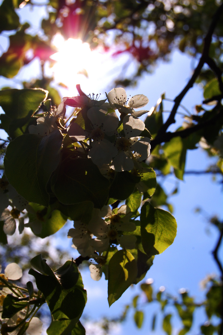 first ray of sunshine