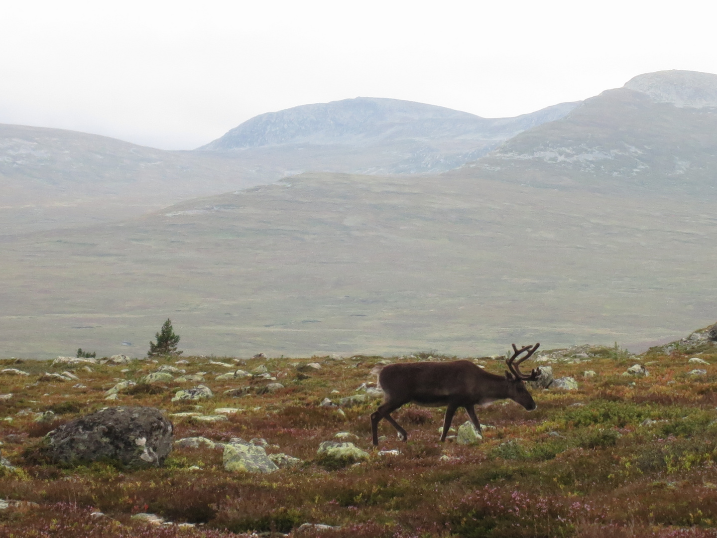 First Reindeer