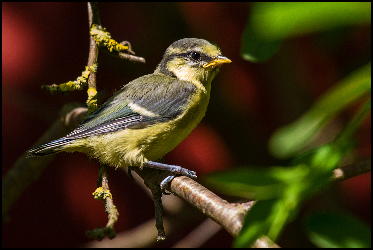 first rest outside the nest