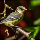 first rest outside the nest