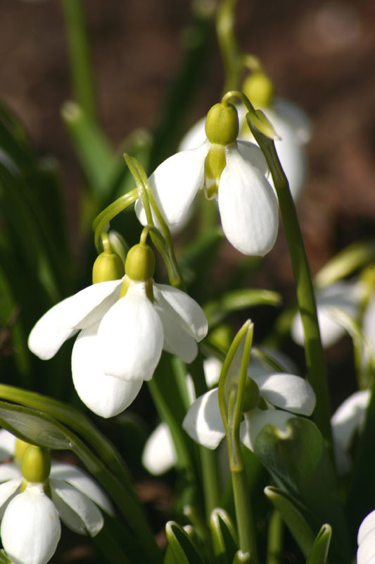 first seconds of spring