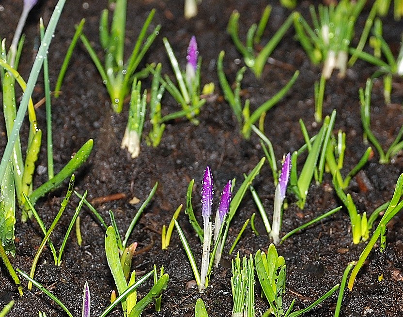 First shoots