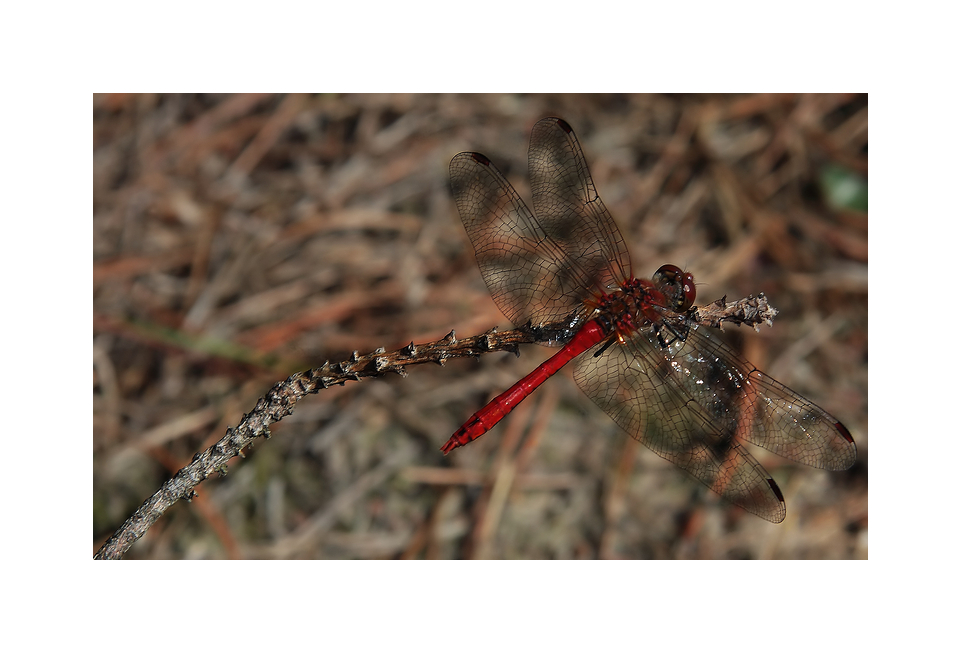 first shot: rote Libelle