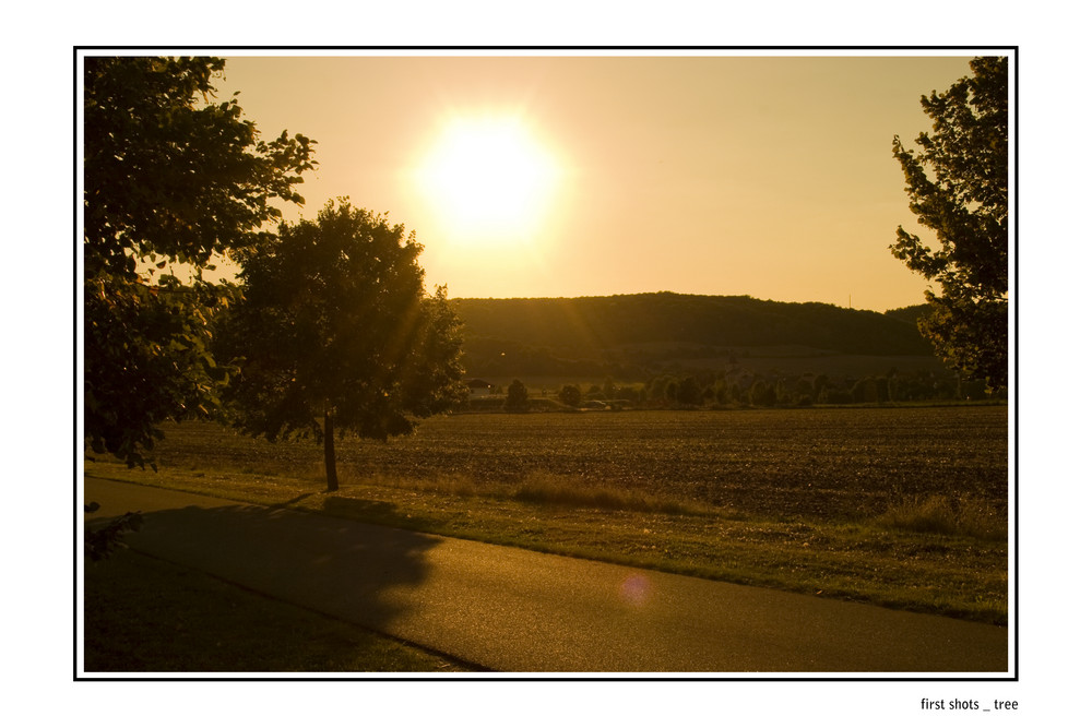 first shots _ tree