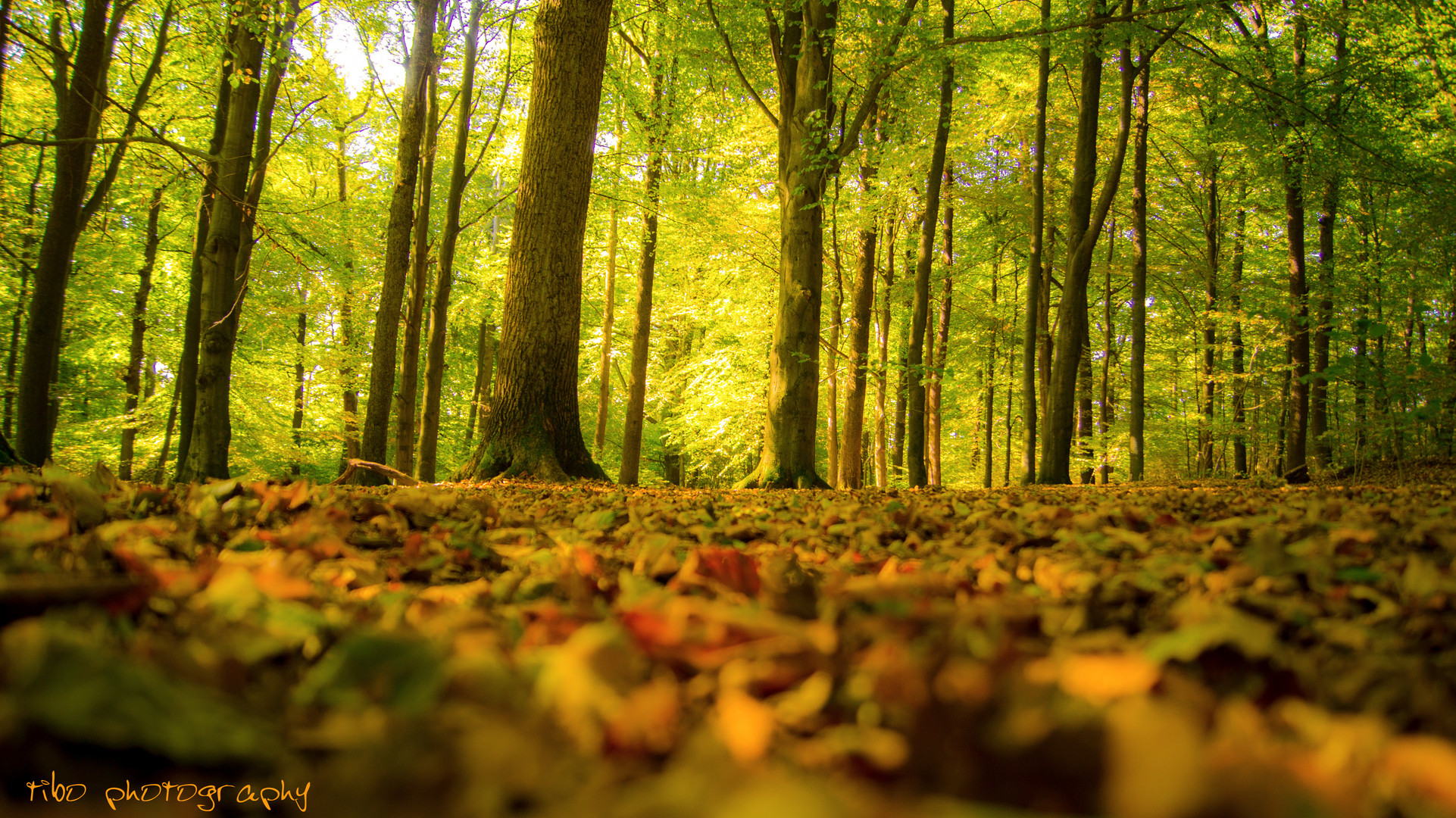 First Signs of autumn