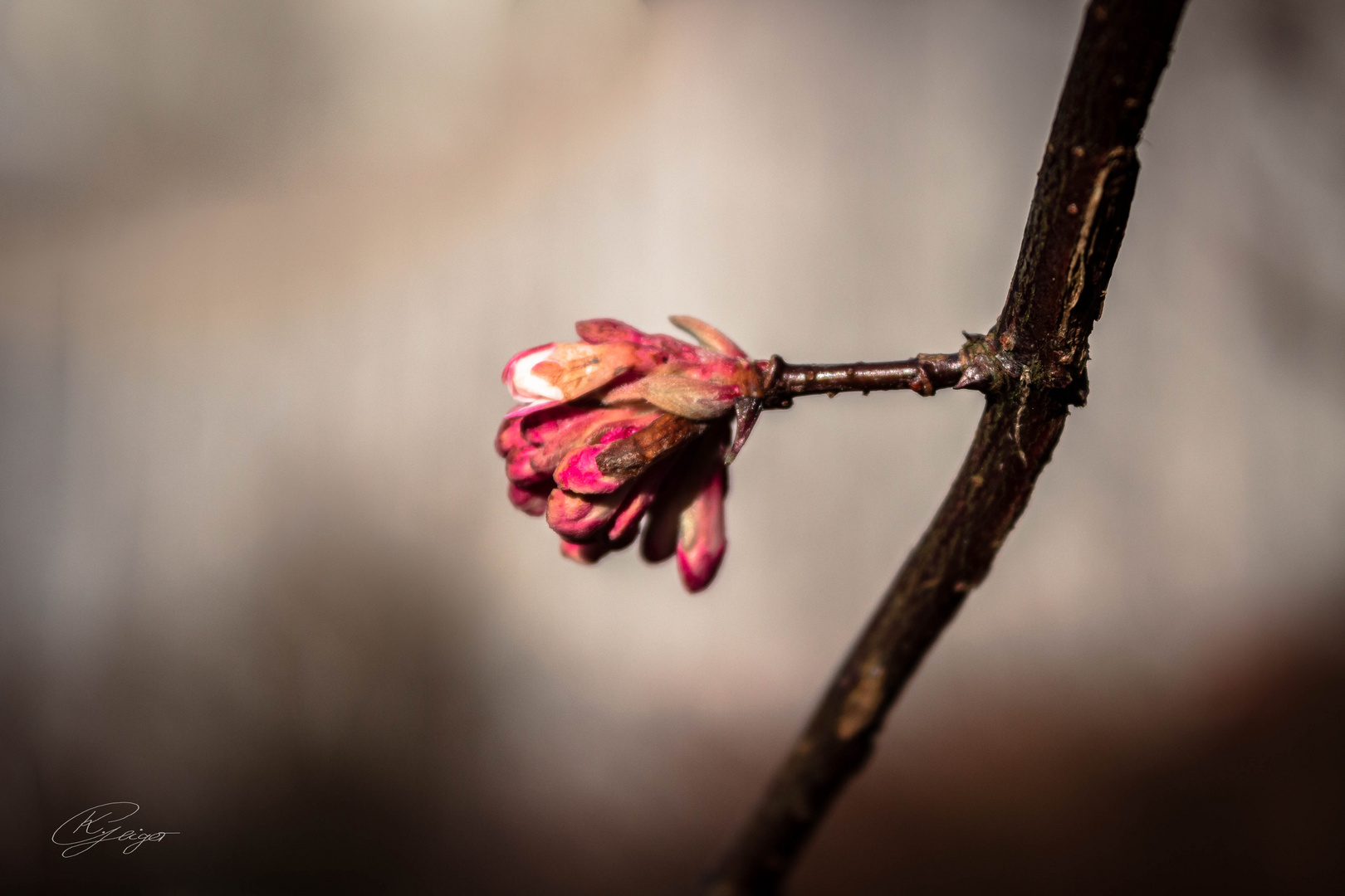 - first signs of spring -