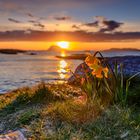 first signs of spring on the Norwegian coast