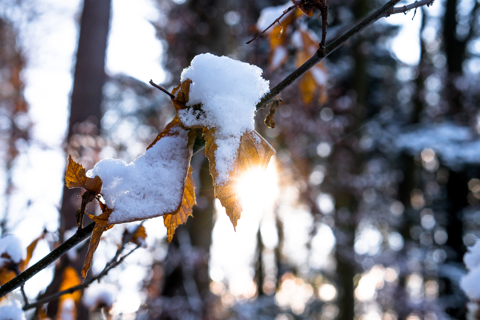 First Snow