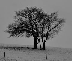 first snow