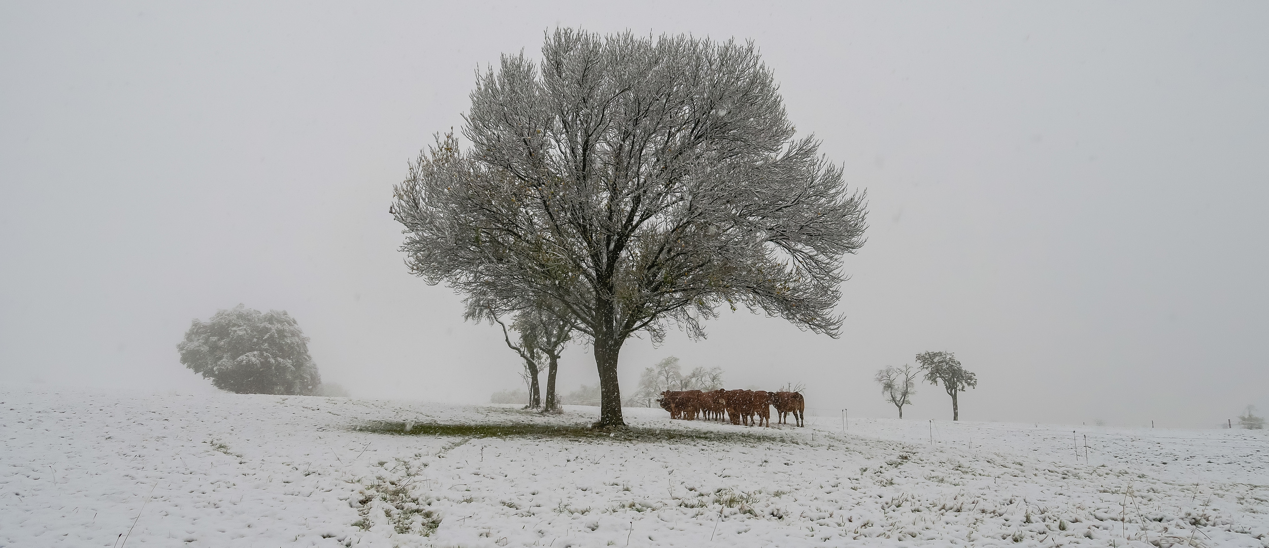 First snow