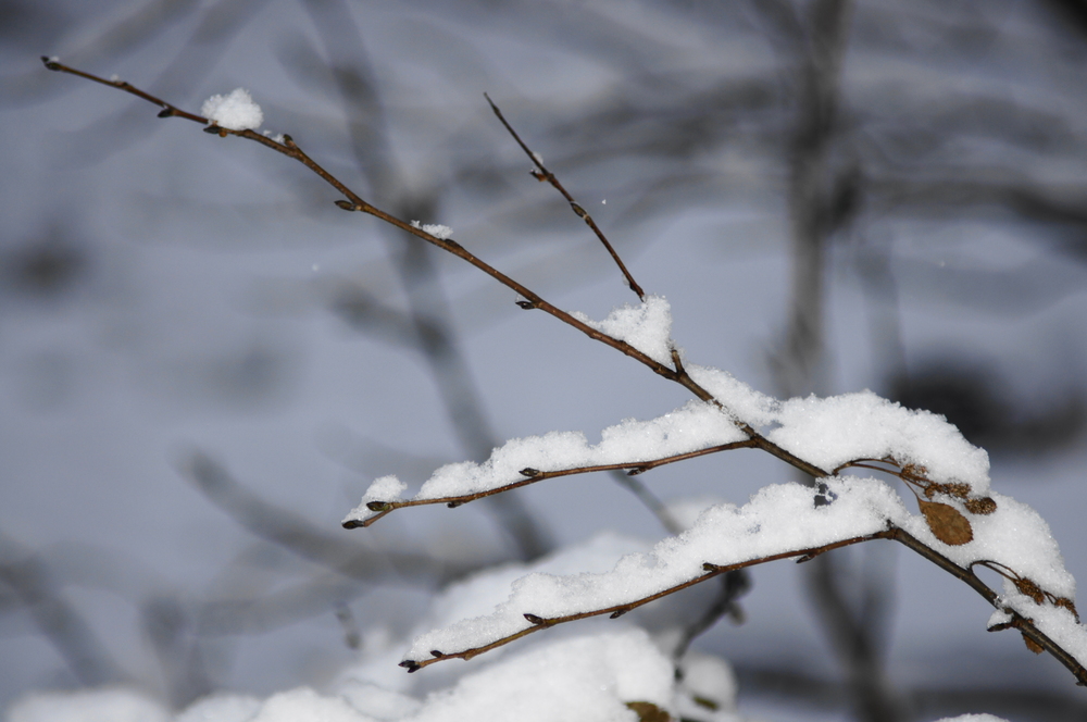 first snow