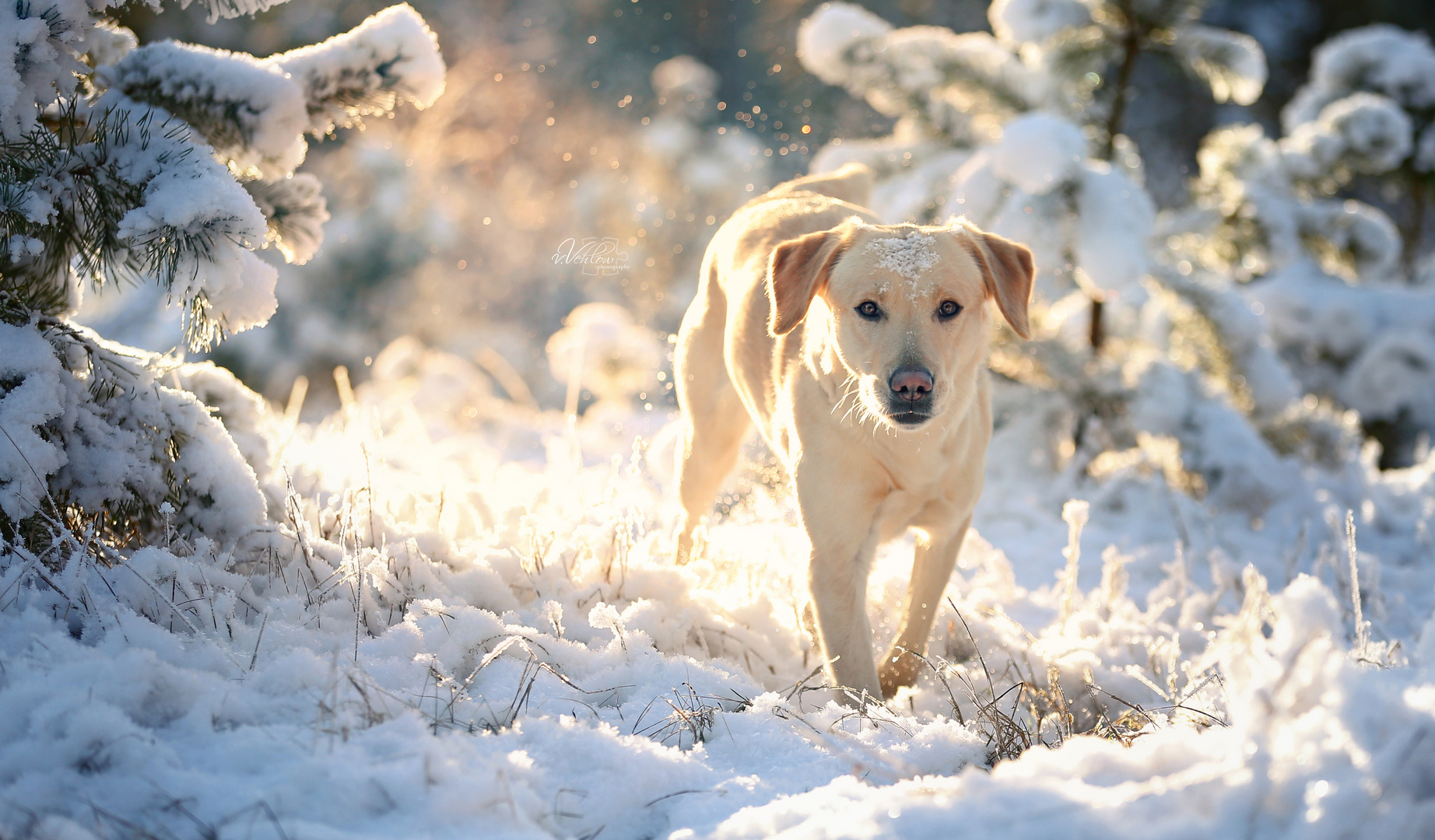 first snow