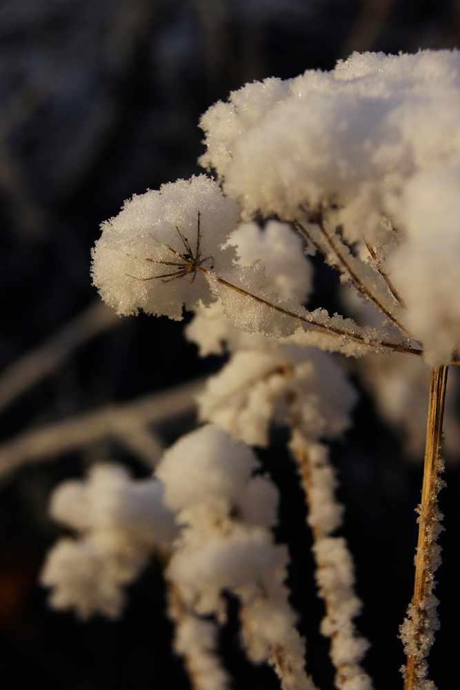 first snow