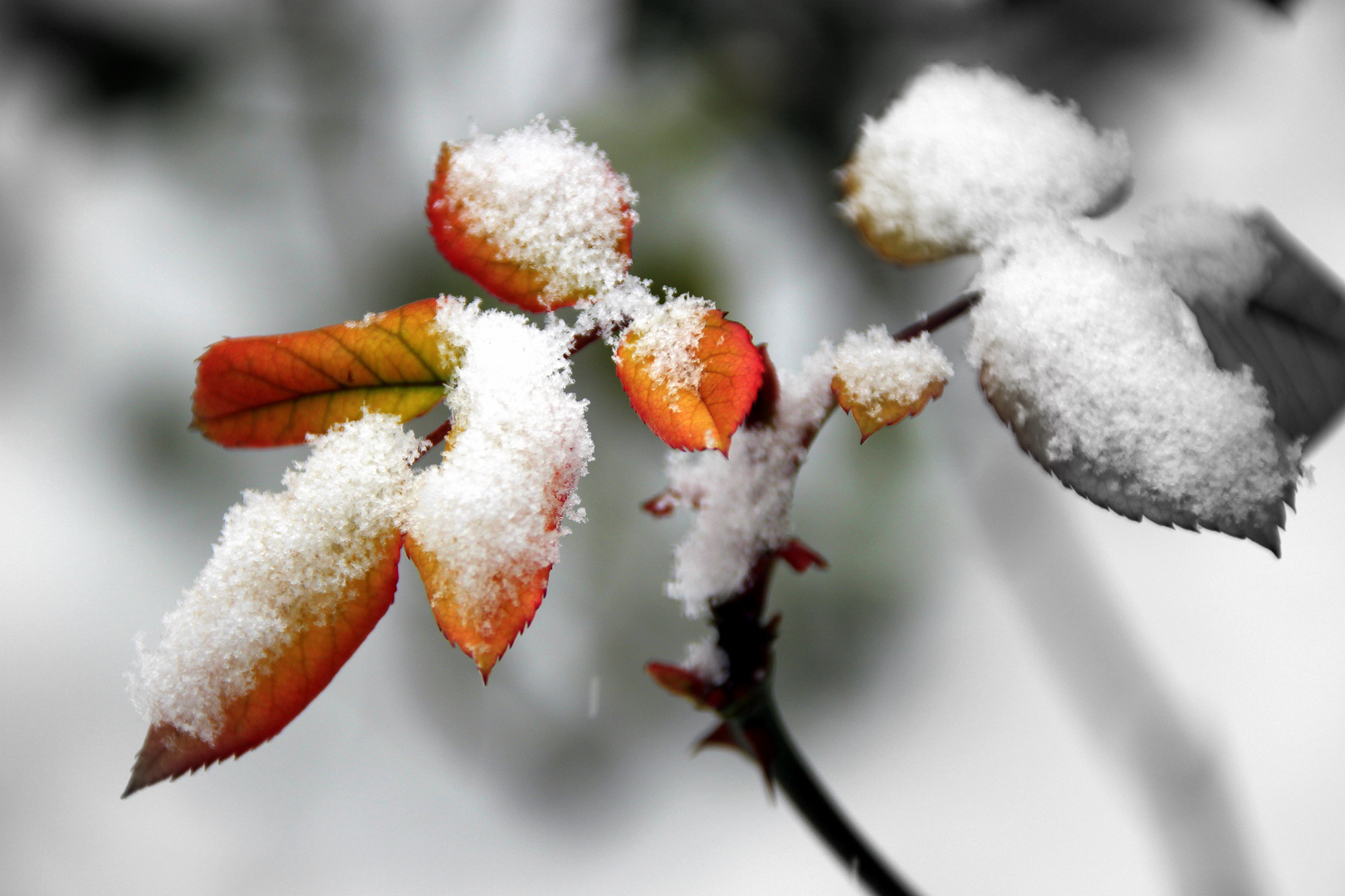 first snow