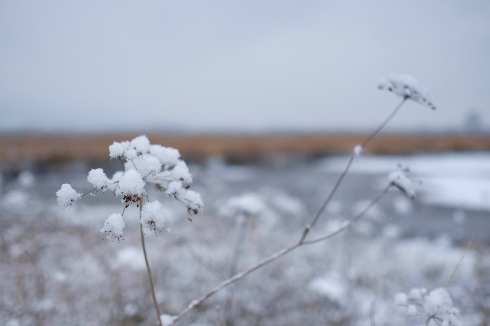 First Snow