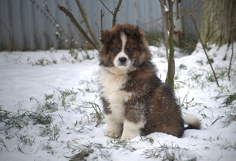 first Snow.....