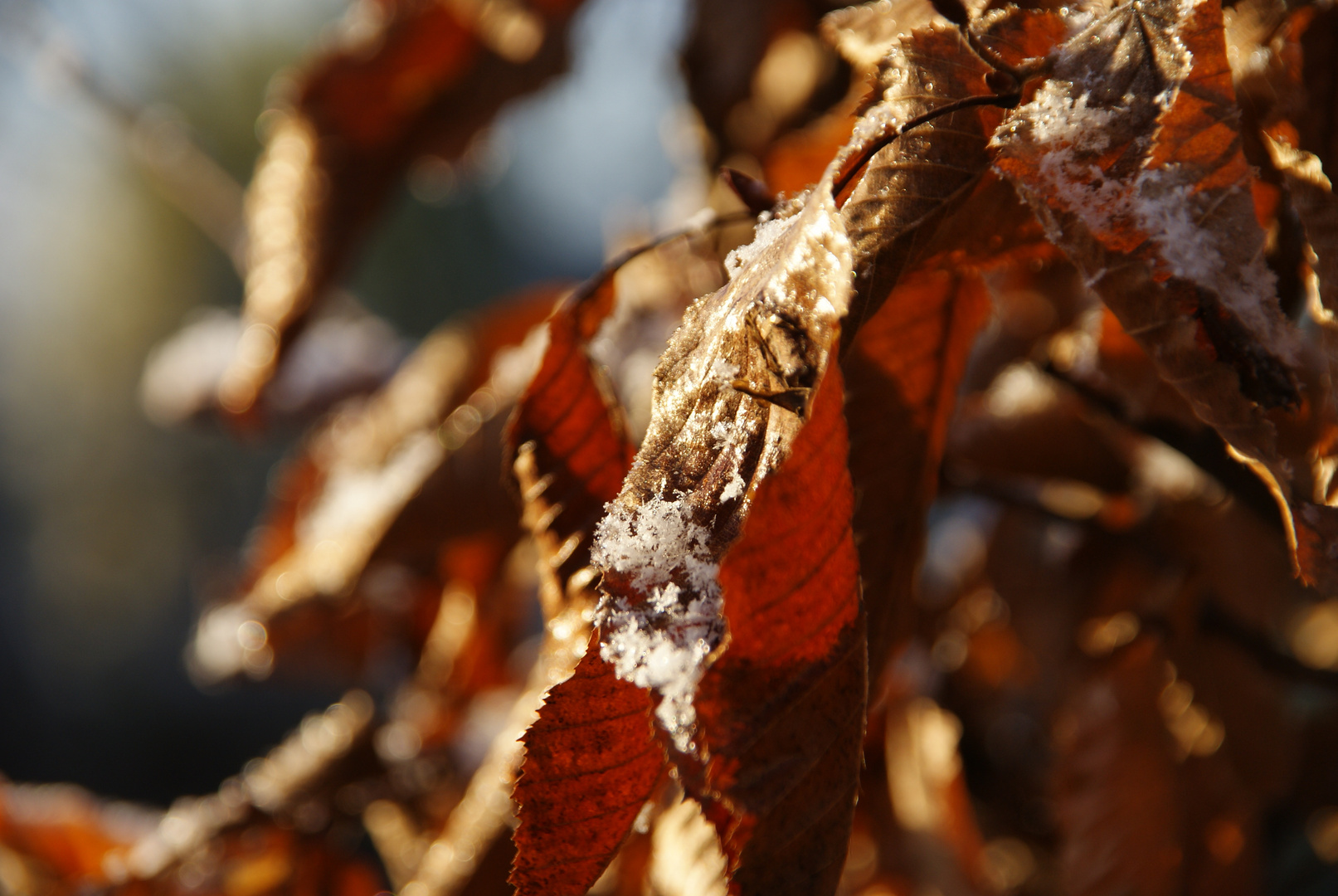 First snow