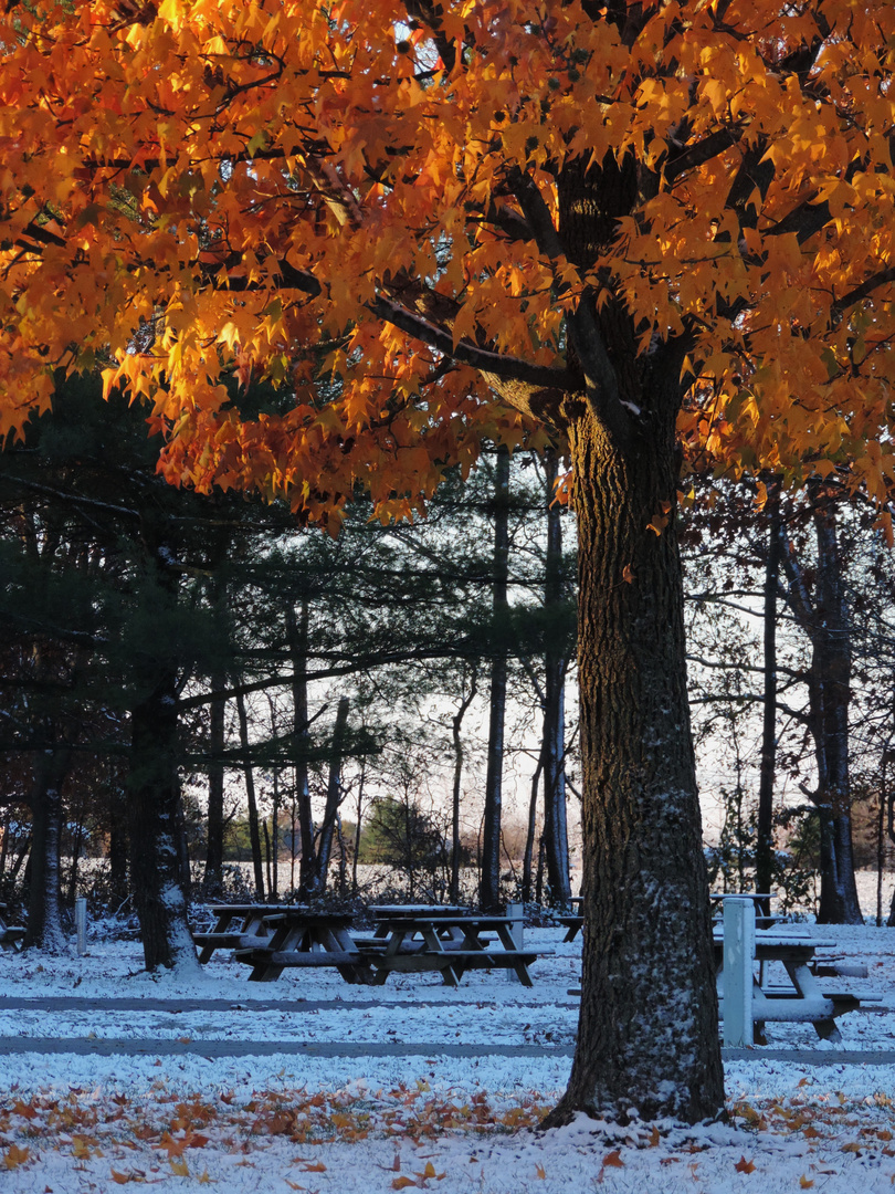 First Snow Fall