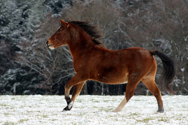 first snow (II)