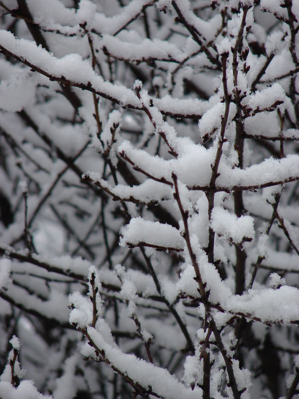 First snow in Holland