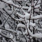 First snow in Holland