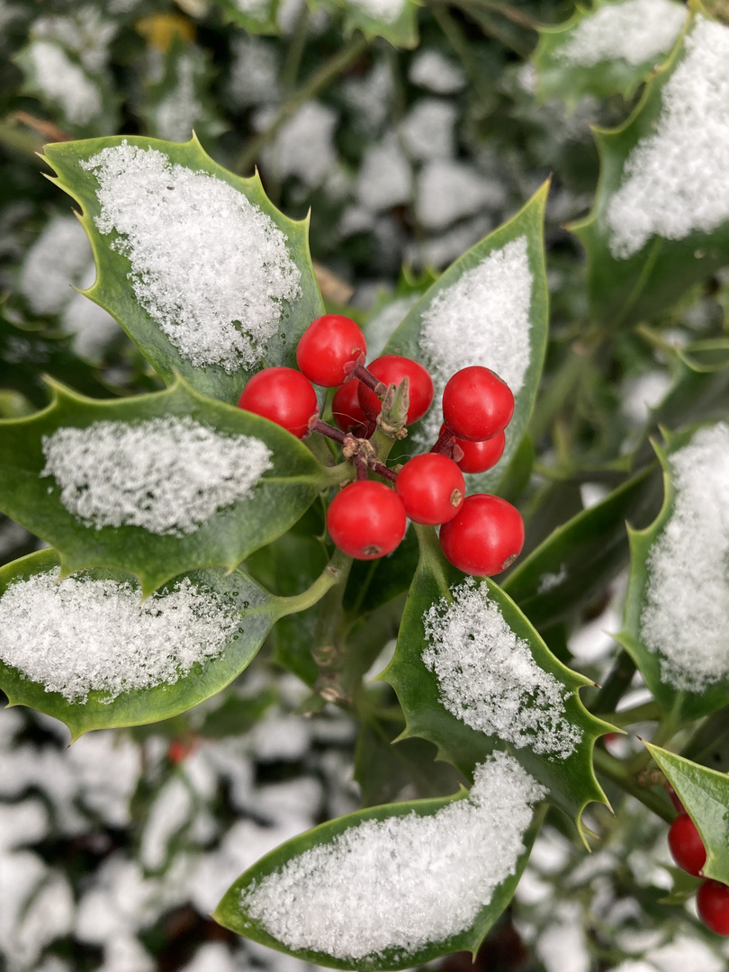 First snow in Vienna