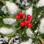 First snow in Vienna