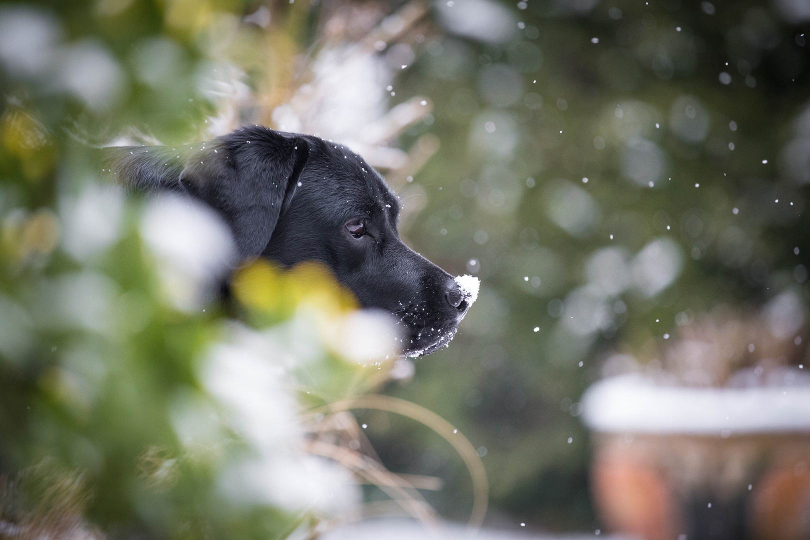 first snow view