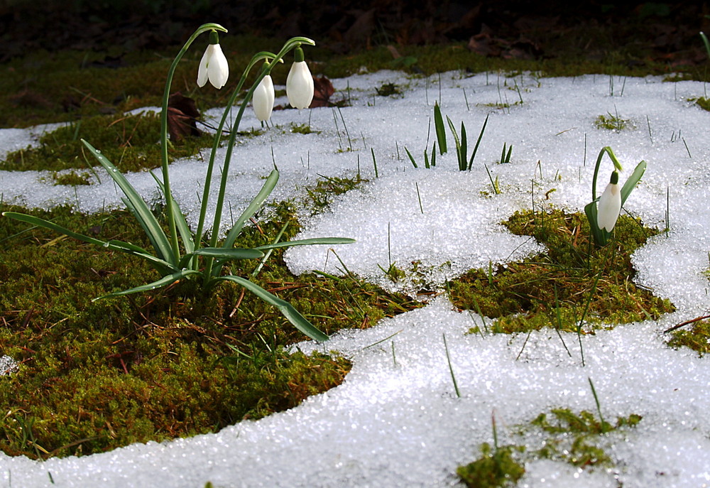 first snowdrops