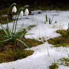 first snowdrops