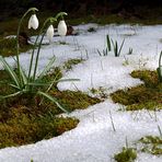 first snowdrops