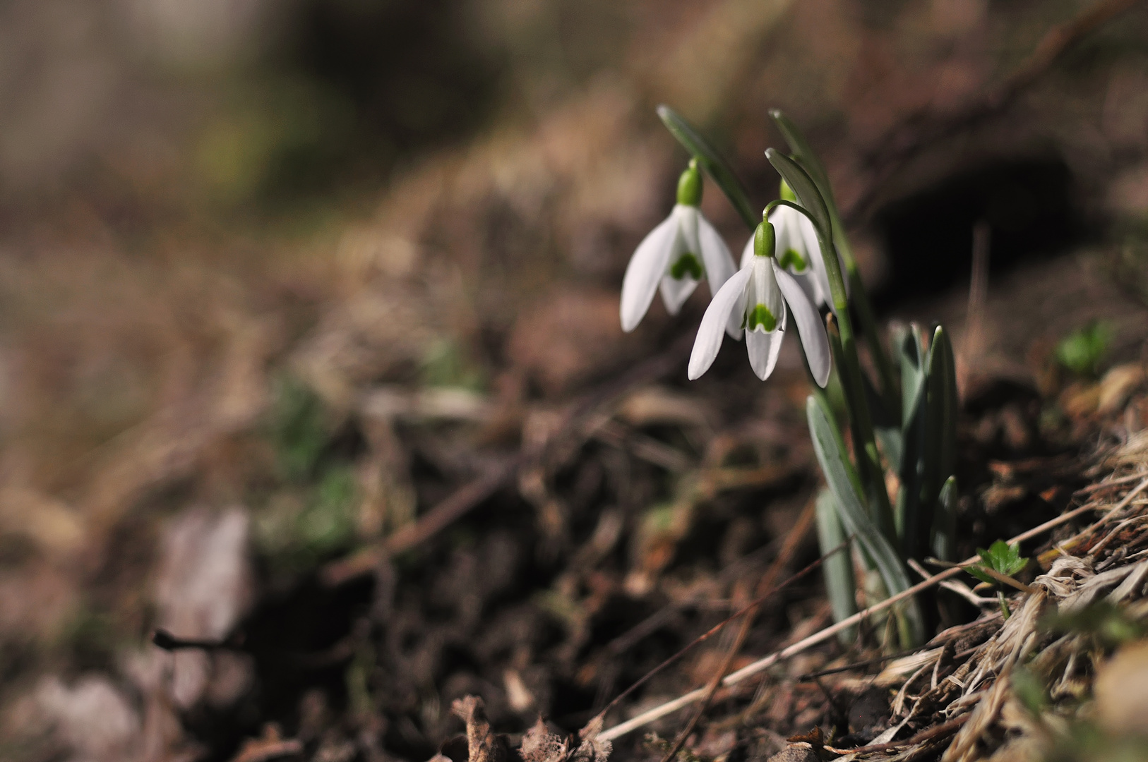 first snowdrops - erste Schneeglöckchen