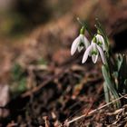 first snowdrops - erste Schneeglöckchen