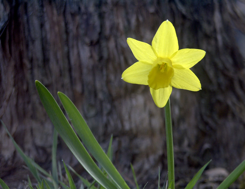 First Spring