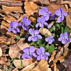 First spring violas