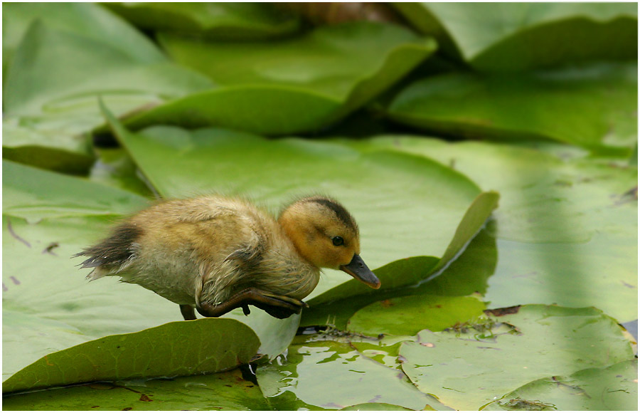 first steps!