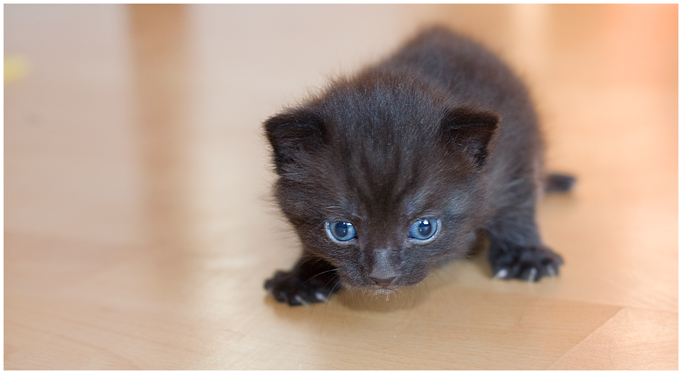 First Steps - Kitten - 3 Wochen