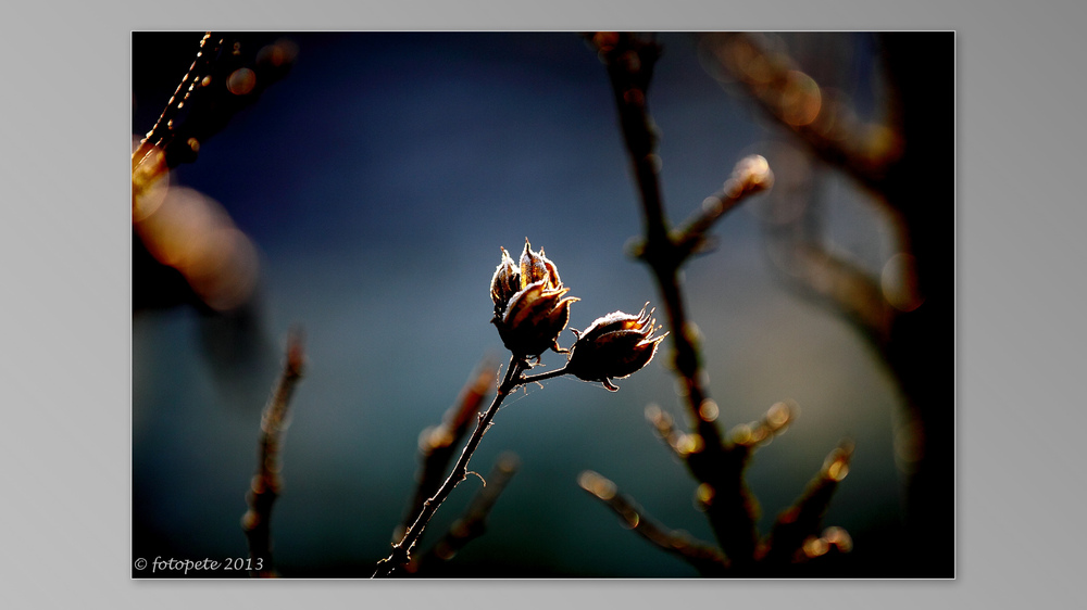 First Sunbeam