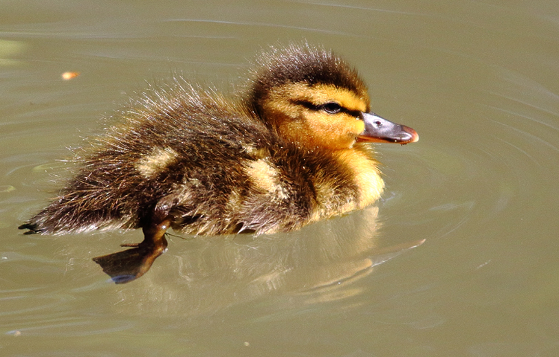 first swim