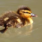 first swim