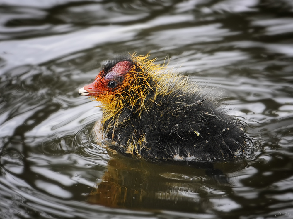 First Swim